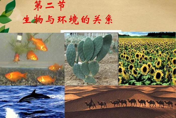 生物与生活环境的关系,生物与生物环境之间的关系 生物与生活环境的关系,生物与生物环境之间的关系