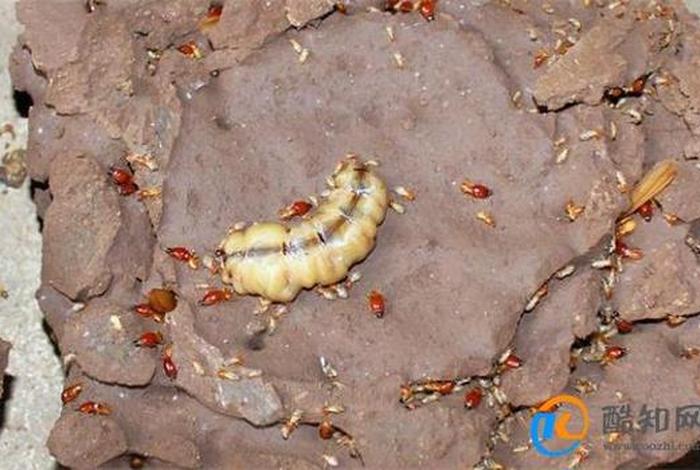 蚁淘生活的蚁兵怎么快速升级蚁后;蚁淘如何快速升级蚁后 蚁淘生活的蚁兵怎么快速升级蚁后;蚁淘如何快速升级蚁后