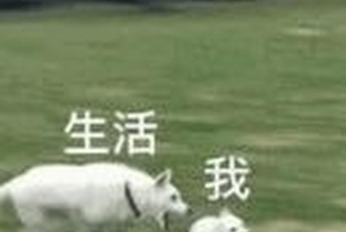 生活我表情包什么意思、生活我表情包图片 生活我表情包什么意思、生活我表情包图片