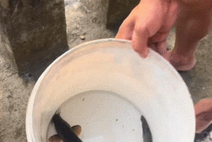 泥鳅生活视频全集、有关泥鳅的视频动态视频