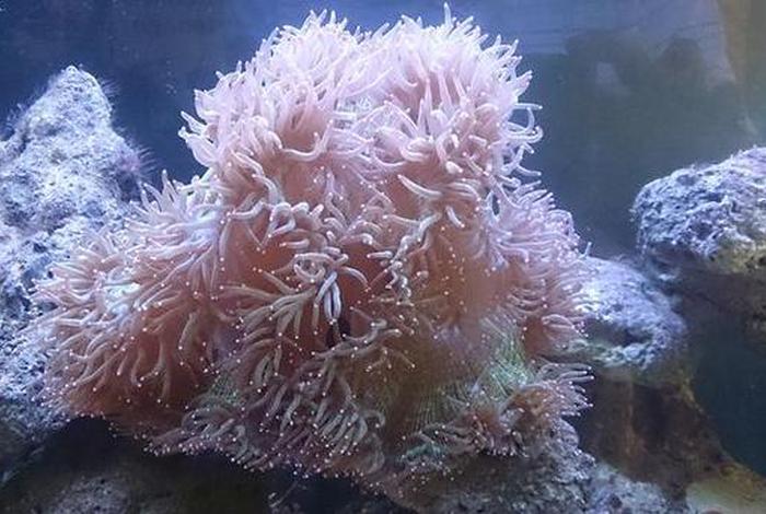 珊瑚生长在深海还是浅海、珊瑚的生长环境在深海还是在浅海 珊瑚生长在深海还是浅海、珊瑚的生长环境在深海还是在浅海