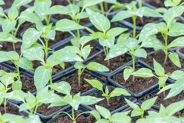 茄子生活周期（茄子生长周期几个月）