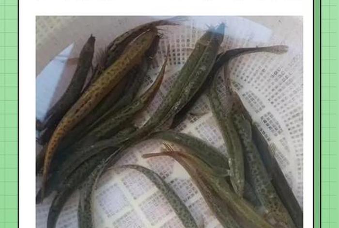 泥鳅生活习俗(泥鳅生活的地方) 泥鳅生活习俗(泥鳅生活的地方)