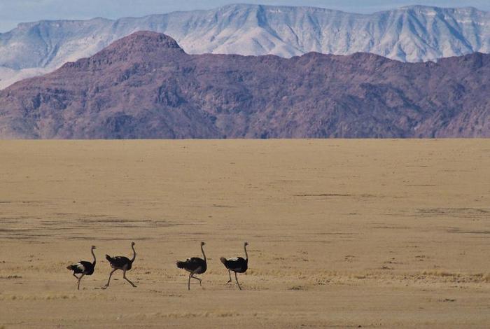 鸵鸟生活在沙漠还是草原 鸵鸟是不是在沙漠