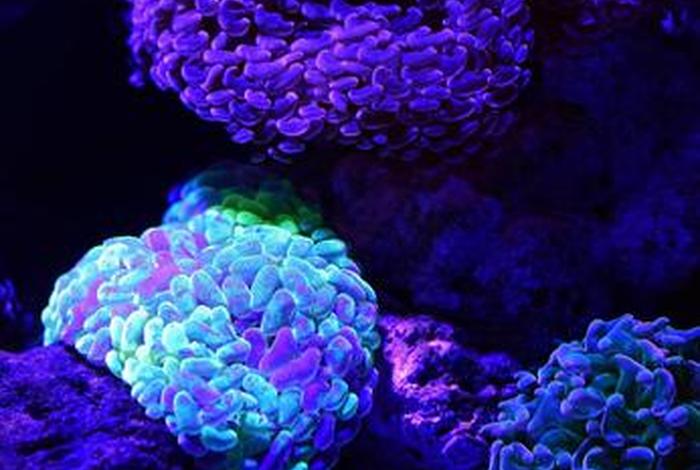 珊瑚生活在深海、珊瑚生活在浅水区还是深水区 珊瑚生活在深海、珊瑚生活在浅水区还是深水区