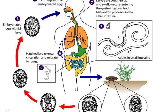 寄生生活建立的条件是什么 - 寄生生活是指 寄生生活建立的条件是什么 - 寄生生活是指