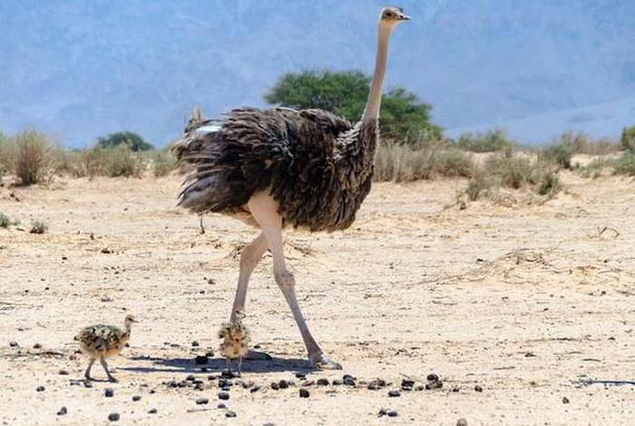 鸵鸟生活在哪儿、鸵鸟主要生活在哪里 鸵鸟生活在哪儿、鸵鸟主要生活在哪里