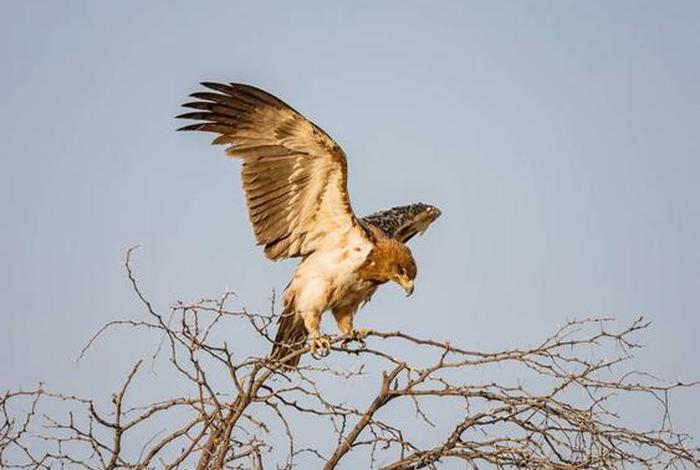 鹰的生活环境在哪里 鹰主要生活在哪里 鹰的生活环境在哪里 鹰主要生活在哪里
