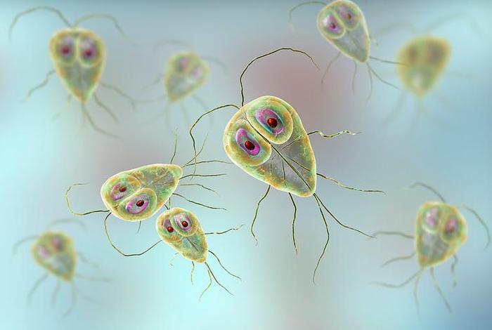 寄生生活的微生物有哪些（寄生生活的生物有什么）