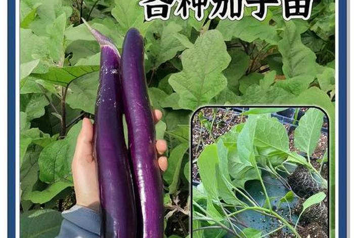 茄子生长温度,茄子生长温度一览表 茄子生长温度,茄子生长温度一览表