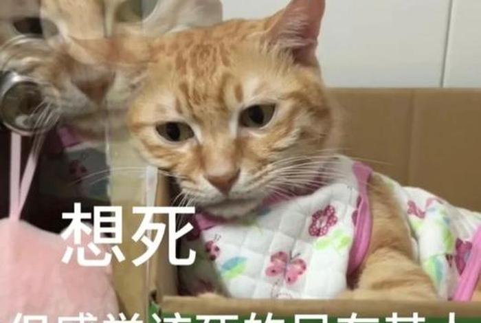 该死的生活表情图片，该死的生活的说说