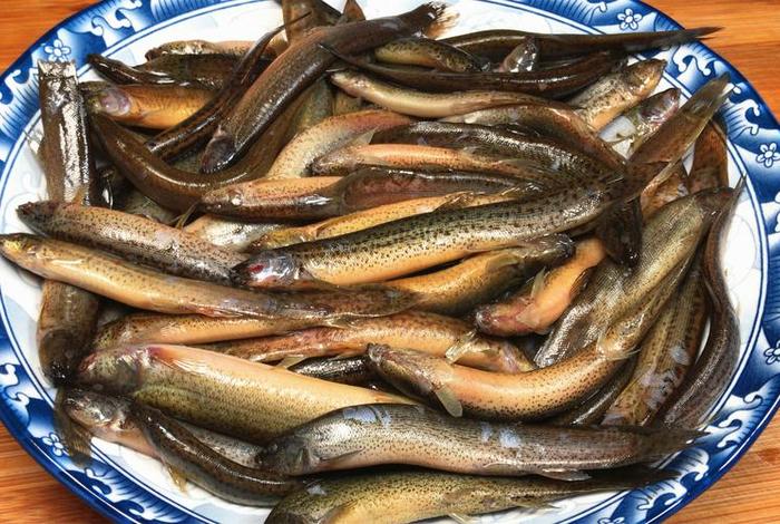 泥鳅生活在哪里;泥鳅生活在哪里呀 泥鳅生活在哪里;泥鳅生活在哪里呀