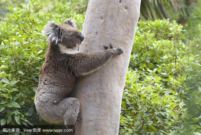 考拉生活在哪里（考拉在哪里生存）