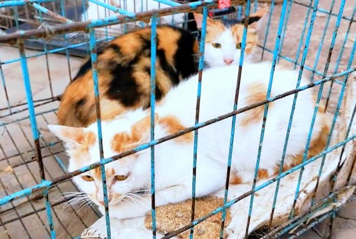 流浪猫的生活日常,流浪猫的生活日常视频 流浪猫的生活日常,流浪猫的生活日常视频