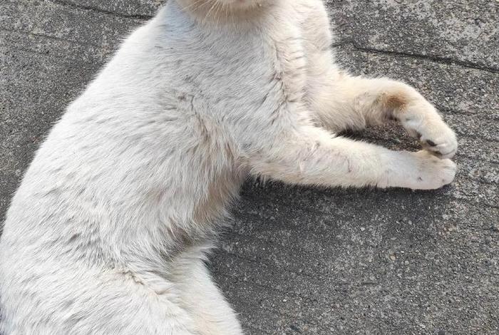 流浪猫的生活日常、流浪猫的生活日常图片 流浪猫的生活日常、流浪猫的生活日常图片