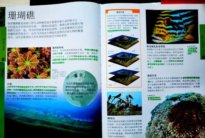 珊瑚生活在深海、珊瑚生活在浅水区还是深水区 珊瑚生活在深海、珊瑚生活在浅水区还是深水区