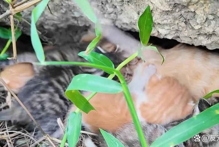 流浪猫的生活是怎样的 - 流浪猫生活轨迹