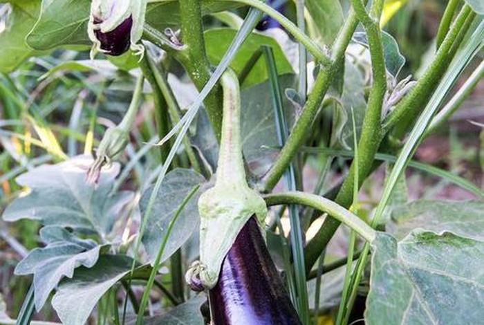 茄子生活环境是怎样的、茄子生活环境是怎样的呢