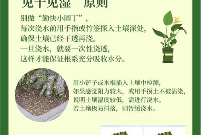 小班生活技能给植物浇水教案(小班科学给植物浇水教案及反思) 小班生活技能给植物浇水教案(小班科学给植物浇水教案及反思)