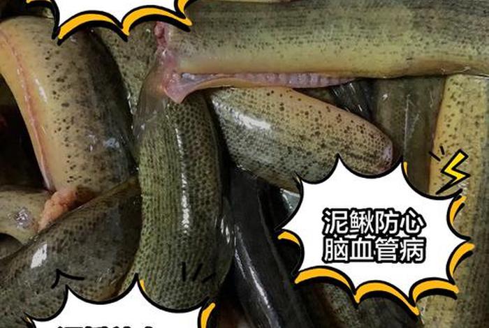 泥鳅生活在滩涂吗(泥鳅生活在滩涂吗为什么) 泥鳅生活在滩涂吗(泥鳅生活在滩涂吗为什么)