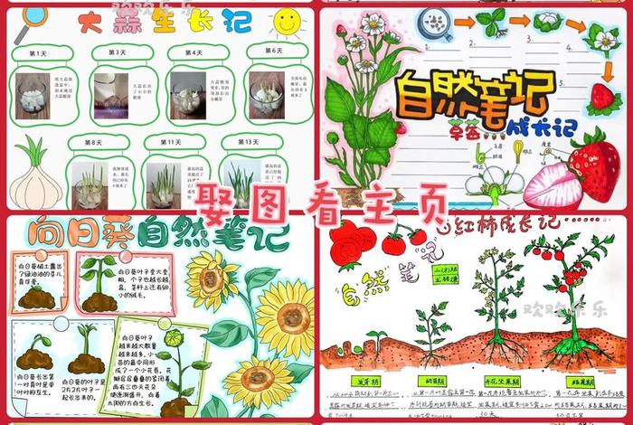 茄子生长周期;茄子生长周期手抄报 茄子生长周期;茄子生长周期手抄报