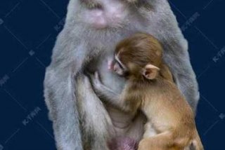 二人生猴子全程免费 - 二人生猴子全程免费观看日韩电影