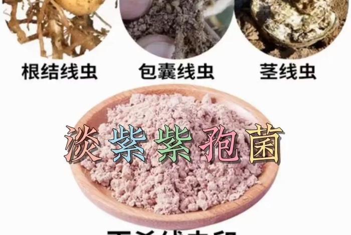 寄生生活的细菌、寄生生活的细菌和真菌 寄生生活的细菌、寄生生活的细菌和真菌