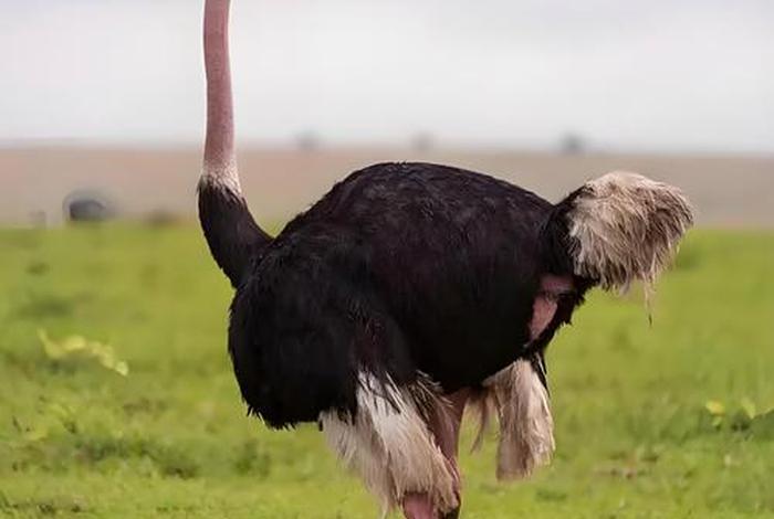 鸵鸟生活的地方(鸵鸟生活的地方有哪些) 鸵鸟生活的地方(鸵鸟生活的地方有哪些)