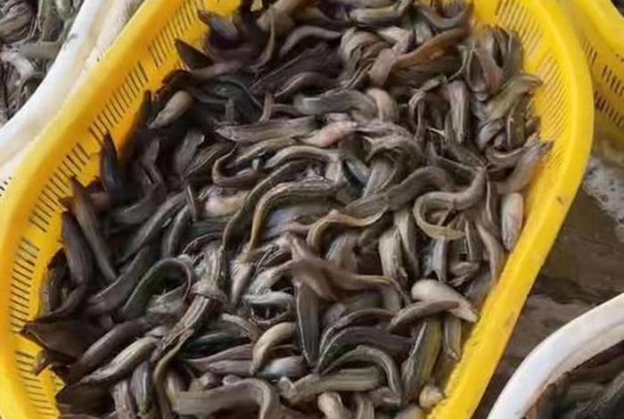 泥鳅生活环境,泥鳅生活环境有什么要求 泥鳅生活环境,泥鳅生活环境有什么要求