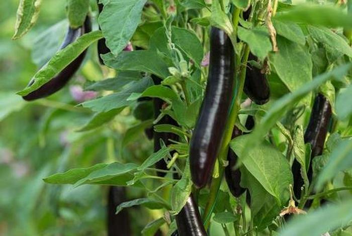 茄子生活是什么 - 茄子的生活环境及特点 茄子生活是什么 - 茄子的生活环境及特点