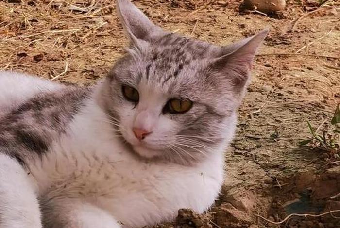 流浪猫的生活环境、流浪猫的生活环境怎么写生物调查