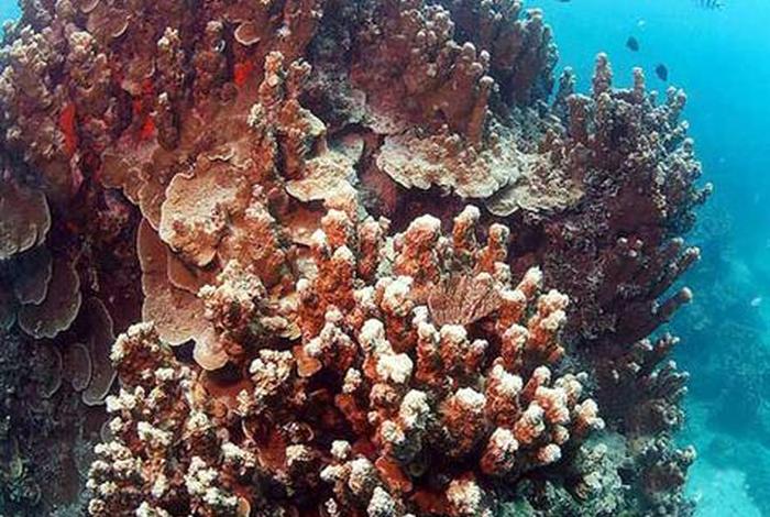 珊瑚生活的年代,珊瑚生活的年代是什么 珊瑚生活的年代,珊瑚生活的年代是什么