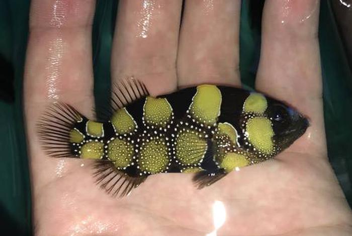 珊瑚里生活的鱼都有哪些;珊瑚里生活的鱼都有哪些名字 珊瑚里生活的鱼都有哪些;珊瑚里生活的鱼都有哪些名字