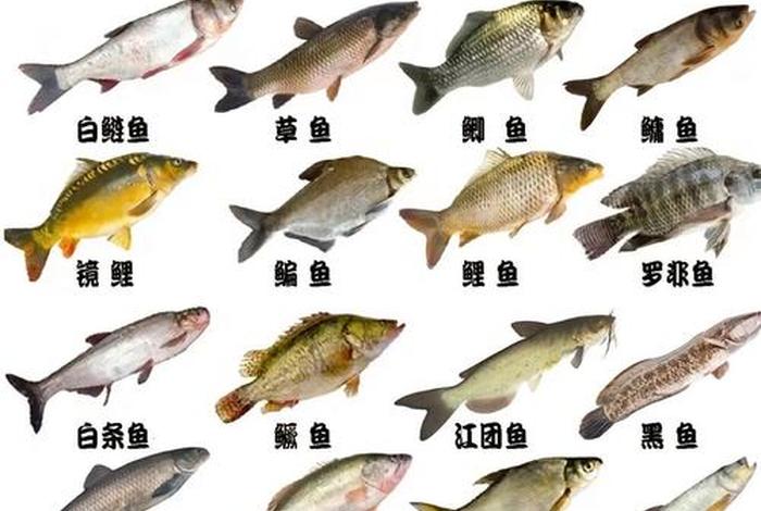 鱼的生活习性是什么(鱼的生活情况是什么样的) 鱼的生活习性是什么(鱼的生活情况是什么样的)