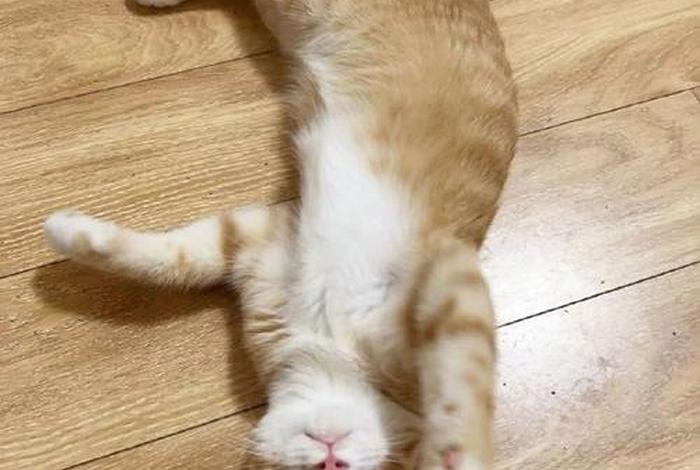 爱猫生活组观点正确吗，爱猫生活小组团购