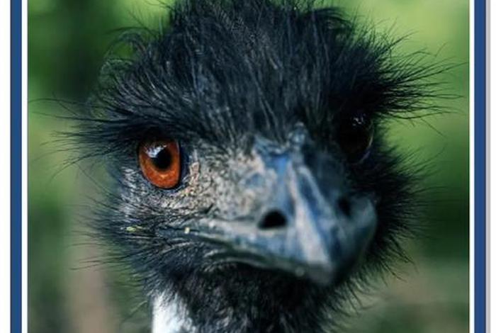 鸵鸟生活在哪个澳大利亚（鸵鸟生活在澳大利亚吗）