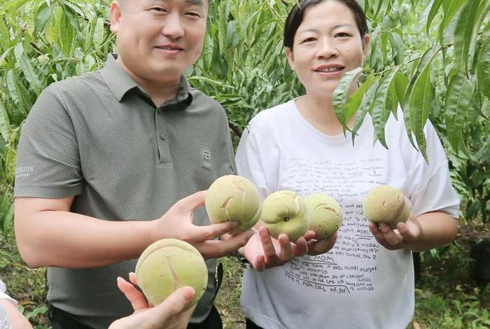乡村生活下载,乡村生活下载桃子移植 乡村生活下载,乡村生活下载桃子移植