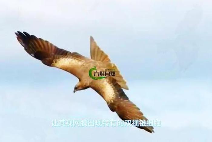 鹰的生长全过程纪录片,鹰的成长过程分为几个阶段 鹰的生长全过程纪录片,鹰的成长过程分为几个阶段