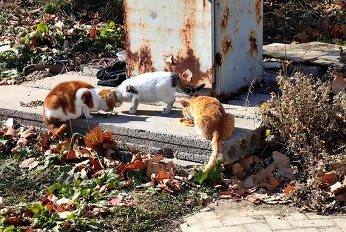 流浪猫的生活半径 - 流浪猫的生活半径是多少