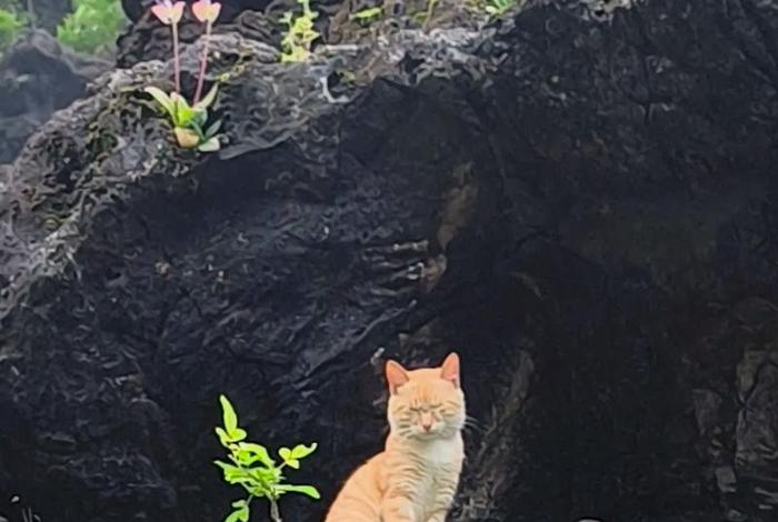 流浪猫的生活现状 流浪猫生活轨迹