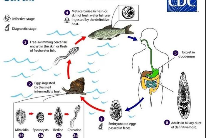 寄生和腐生的区别 寄生和腐生的生物种类