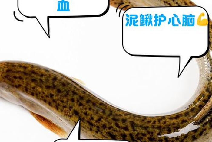 泥鳅生活特性；泥鳅鱼的生活特点