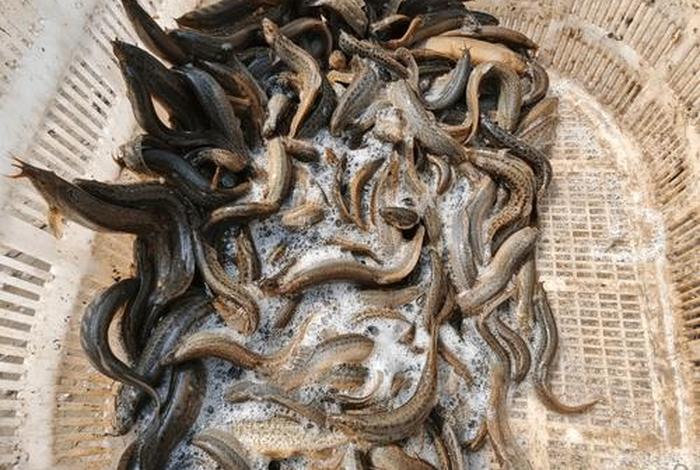 泥鳅生活环境,泥鳅生活环境有什么要求 泥鳅生活环境,泥鳅生活环境有什么要求