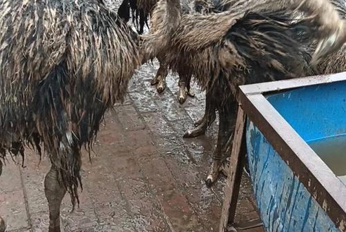 鸵鸟生活在多少温度适合(鸵鸟生存环境气温20以下可以吗?) 鸵鸟生活在多少温度适合(鸵鸟生存环境气温20以下可以吗?)