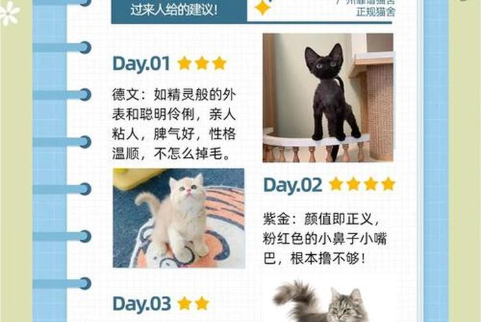 爱猫生活组观点正确吗，爱猫生活小组团购
