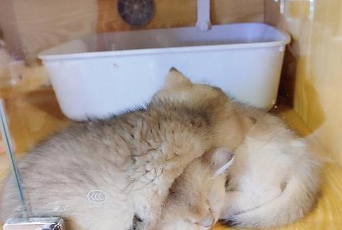 爱猫生活小组怎么进(爱猫生活小组团购真假) 爱猫生活小组怎么进(爱猫生活小组团购真假)