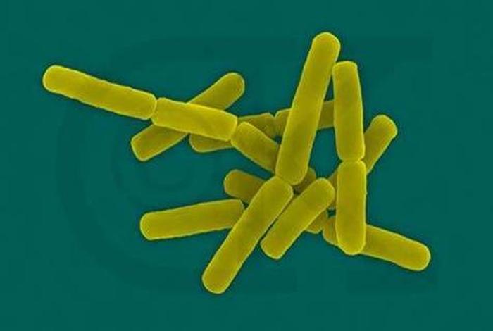 寄生生活的细菌有哪些、寄生生活的细菌是消费者吗? 寄生生活的细菌有哪些、寄生生活的细菌是消费者吗?