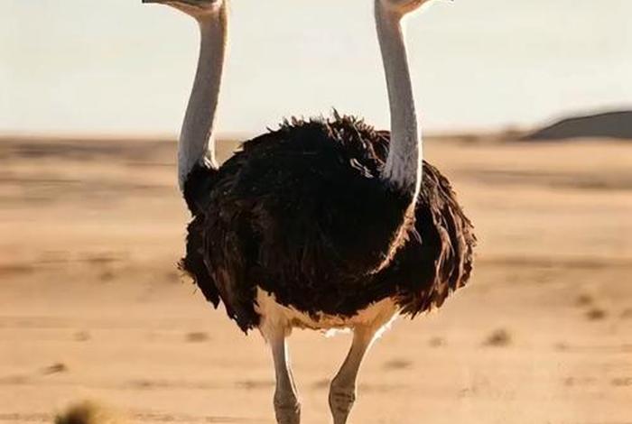 鸵鸟生活在沙漠里吗、鸵鸟是不是生活在沙漠里 鸵鸟生活在沙漠里吗、鸵鸟是不是生活在沙漠里