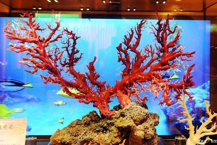 珊瑚生活记(珊瑚生活在什么地方) 珊瑚生活记(珊瑚生活在什么地方)