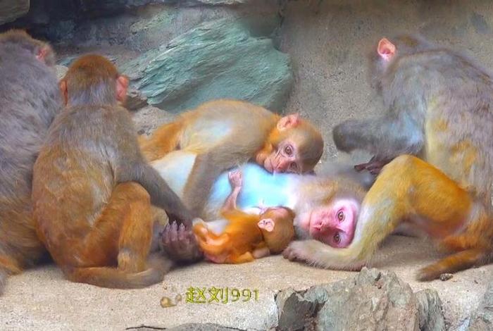 二人生猴子免费观看大全;二人生猴子免费观看大全不用下载的 二人生猴子免费观看大全;二人生猴子免费观看大全不用下载的